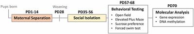 Sex and Estrous Cycle Effects on Anxiety- and Depression-Related Phenotypes in a Two-Hit Developmental Stress Model